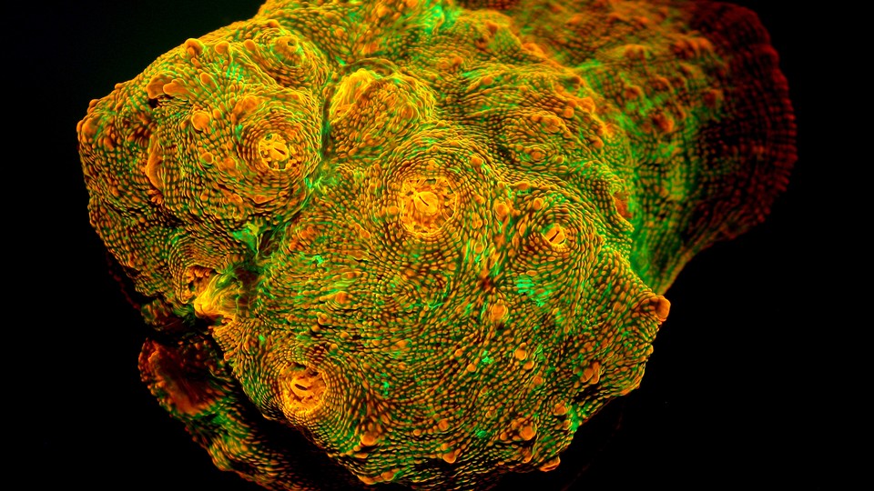 A coral fluoresces in green and orange tones against a black background.