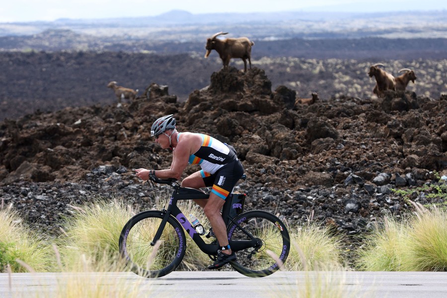 An athlete rides a bicycle on a road, past goats standing on volcanic rocks.
