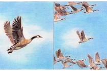 A color illustration of a single goose next to an illustration of a gaggle of geese