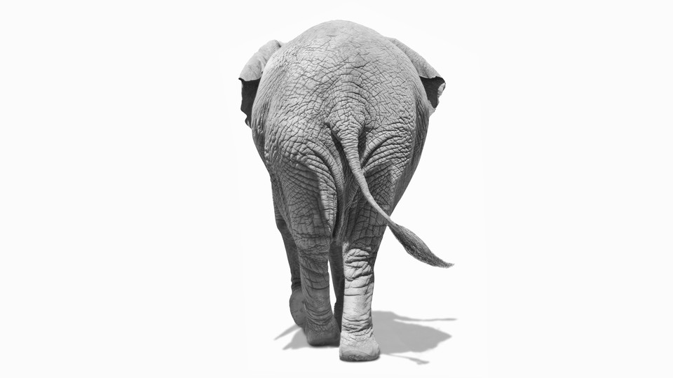 An elephant seen from the back, walking away