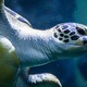 sea turtle