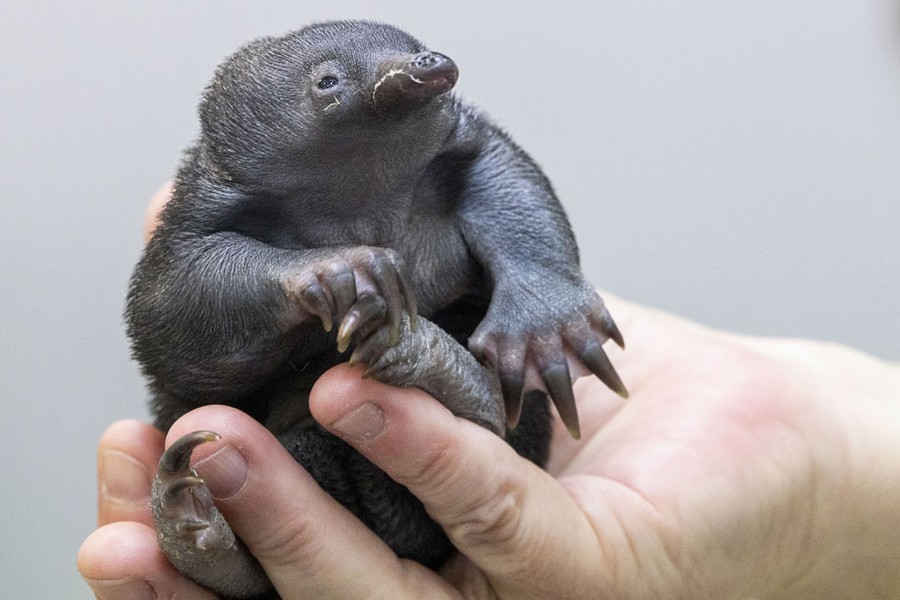 A person holds a small echidna in their hand.