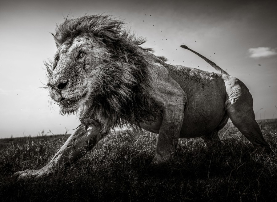 A wild lion, photographed up close