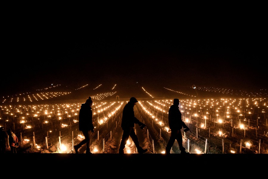 Three people walk in front of many lines of burning torches in a vineyard at night.