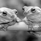 Two frogs looking at each other on a branch.