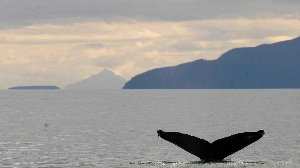 A whale tail sticks out of a body of water with mountains in the background.
