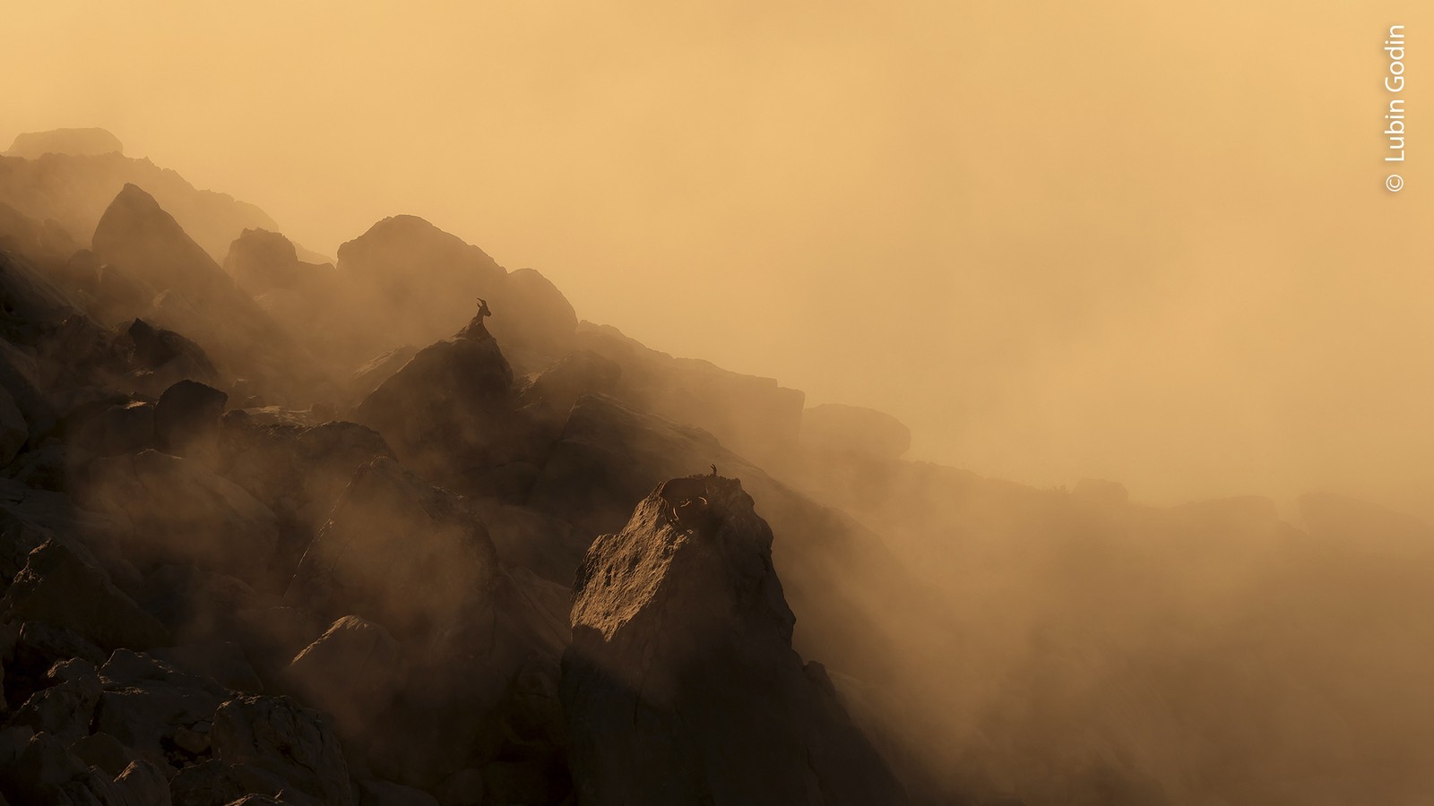 On a foggy day, an ibex rests atop one of many large rocks on a mountain.