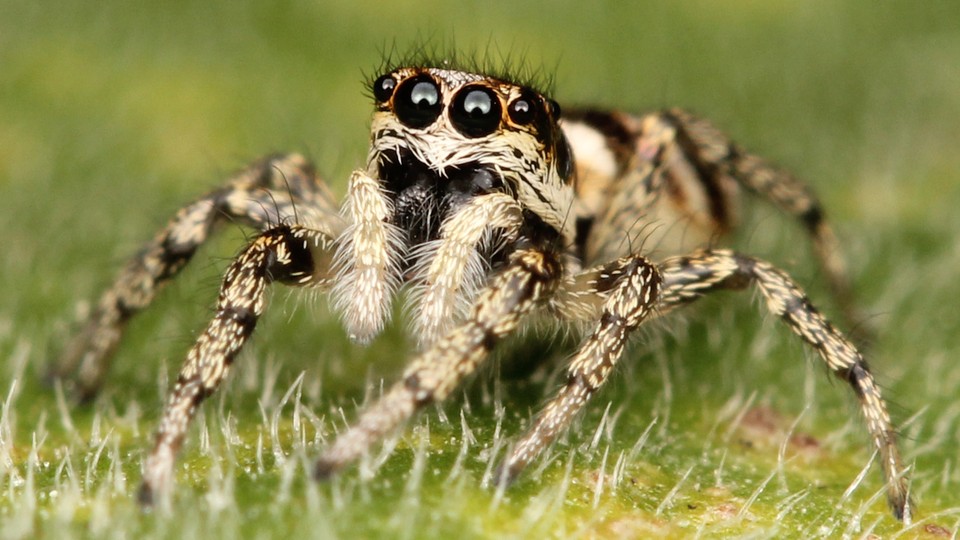 jumping spider jumping