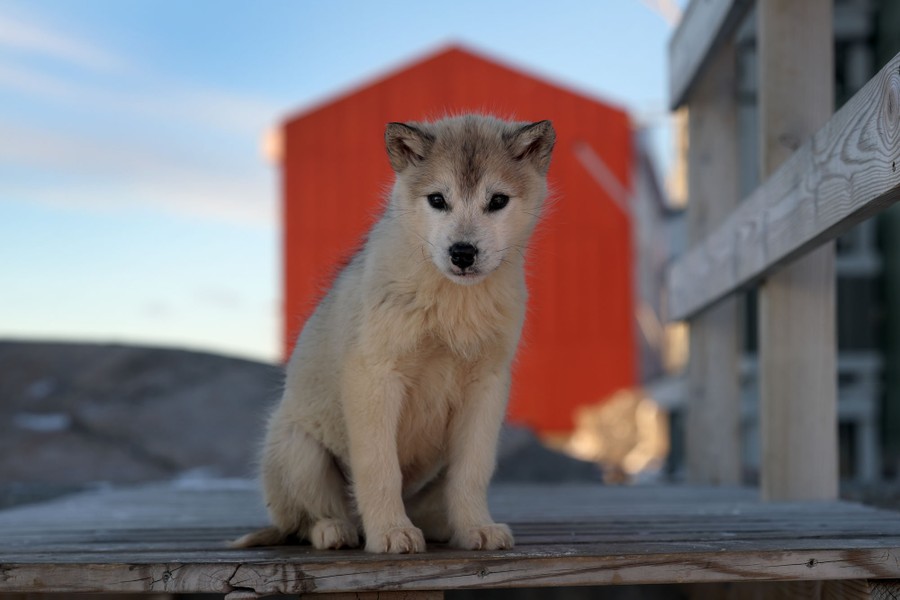 A husky puppy sits on a step.