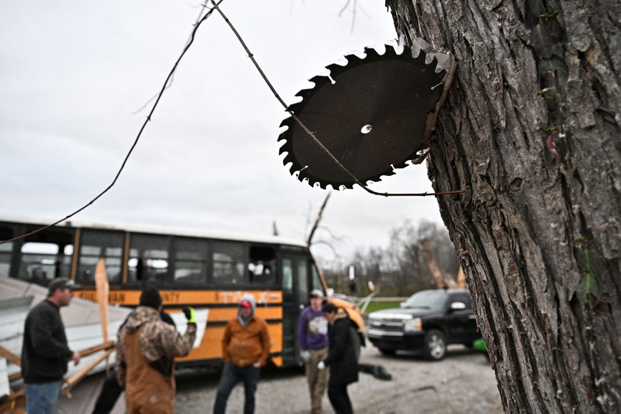 A circular saw blade embedded in the trunk of a tree