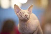 A hairless cat closes its eyes while being judged.