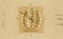 A clock in the shape of a chiton shell