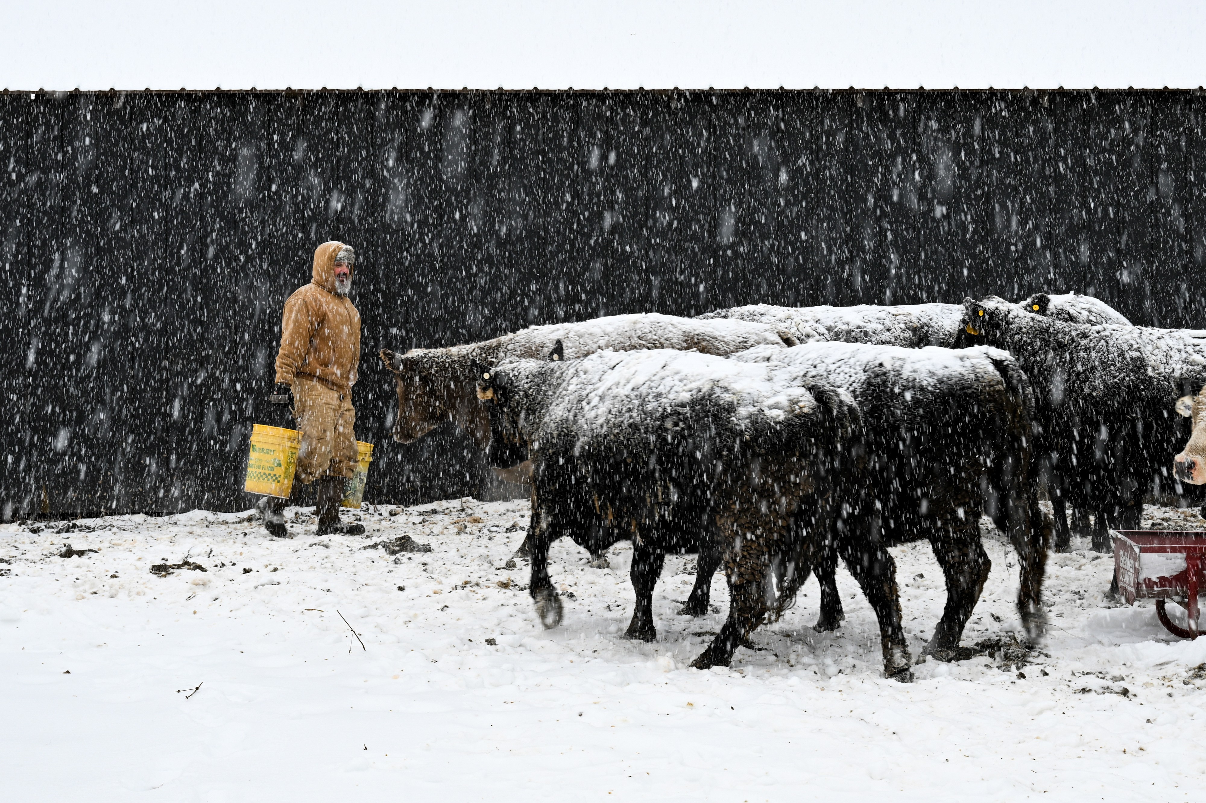 A farmer feeds cows during a snowstorm.