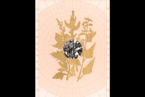 Illustration showing lost-crop plants in silhouette against polar graph paper