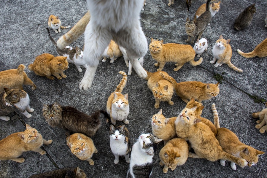 Japan: Aoshima island overrun by cats 