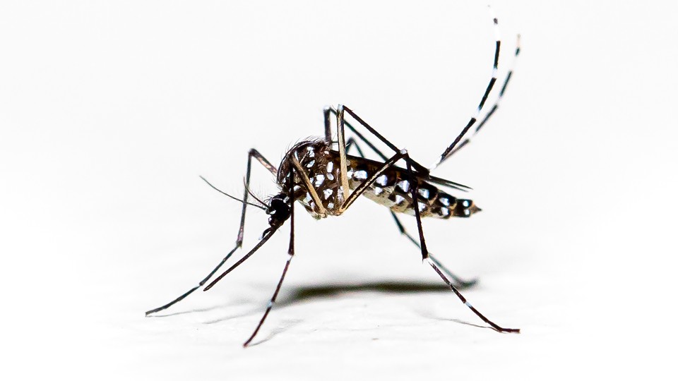 Dengue Mosquitoes Can Be Tamed by a Common Microbe - The Atlantic