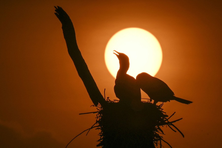 Two cormorants stand in a nest, silhouetted by a setting sun.