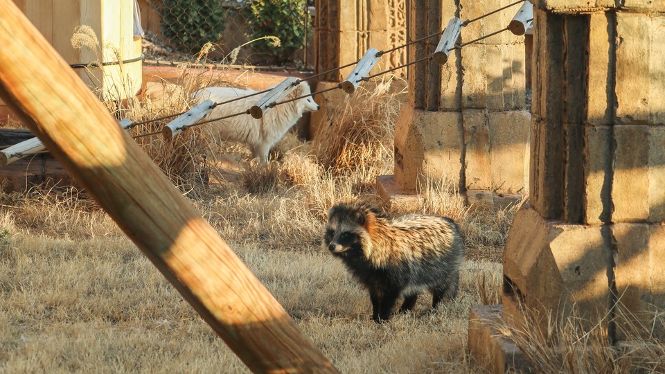 Two raccoon dogs, one of which is white, in an enclosure with toys