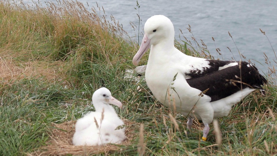 Nesting northern royal albatross on an island off New Zealand's coast
