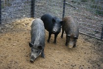 Three pigs in a pen.