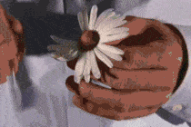 A close-up image of a person picking daisies