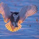 A snowy owl lands at sunset in a snow-covered field.