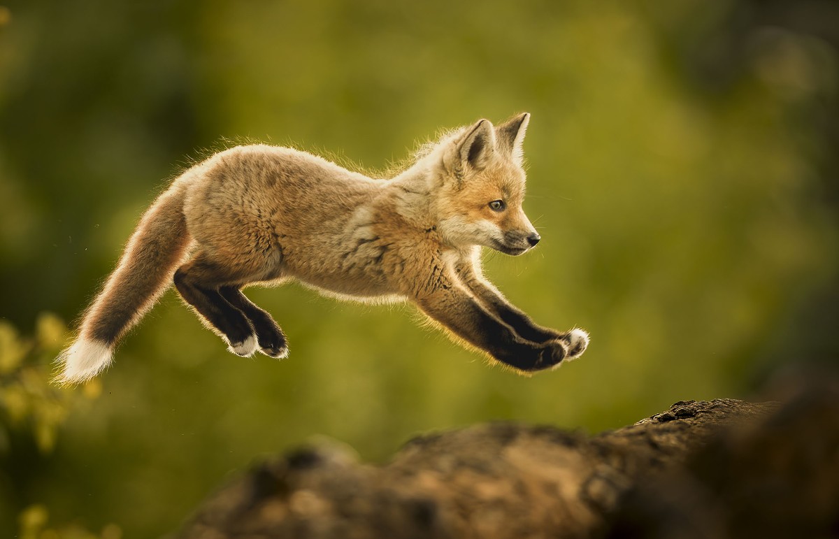 A young fox, photographed from the side mid-leap.