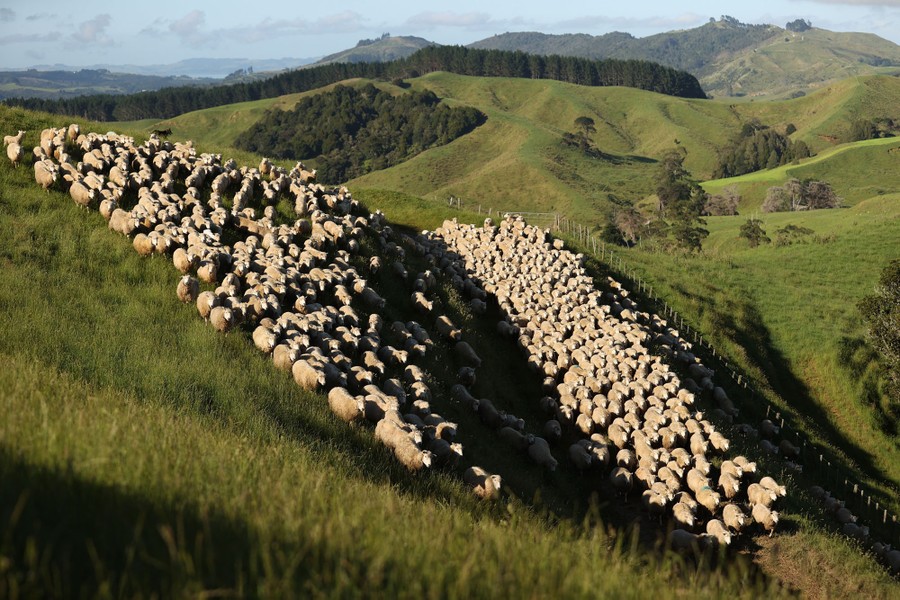 A large flock of sheep moves across rolling grassy hills.