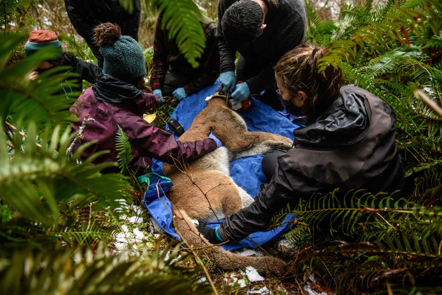 Several people kneel down, holding an unconscious cougar as it lies on a tarp on a forest floor, while one person works on a collar fitted to the animal.