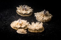 Upside-down jellyfish, having a nap