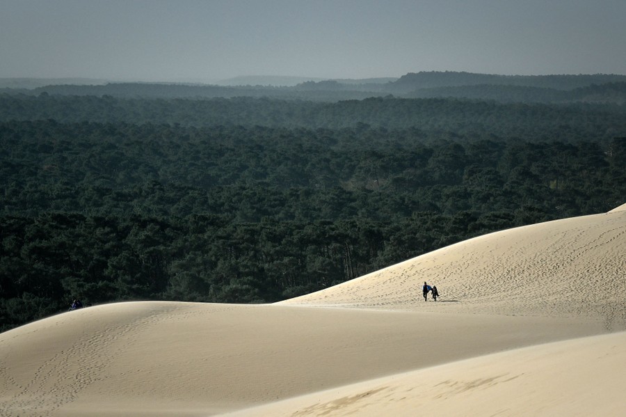 A couple walks on top of an enormous sand dune, with a forest of trees stretching into the distance beyond.