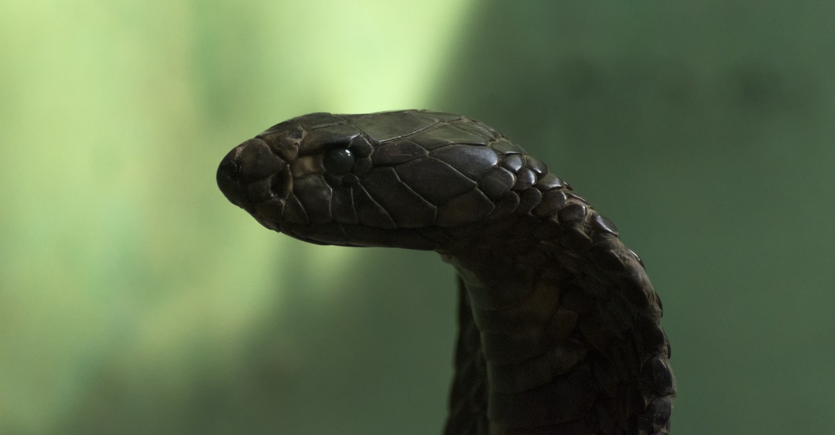 The Mystery of the Exploding Teeth: The Snake-Poo Doctor ...