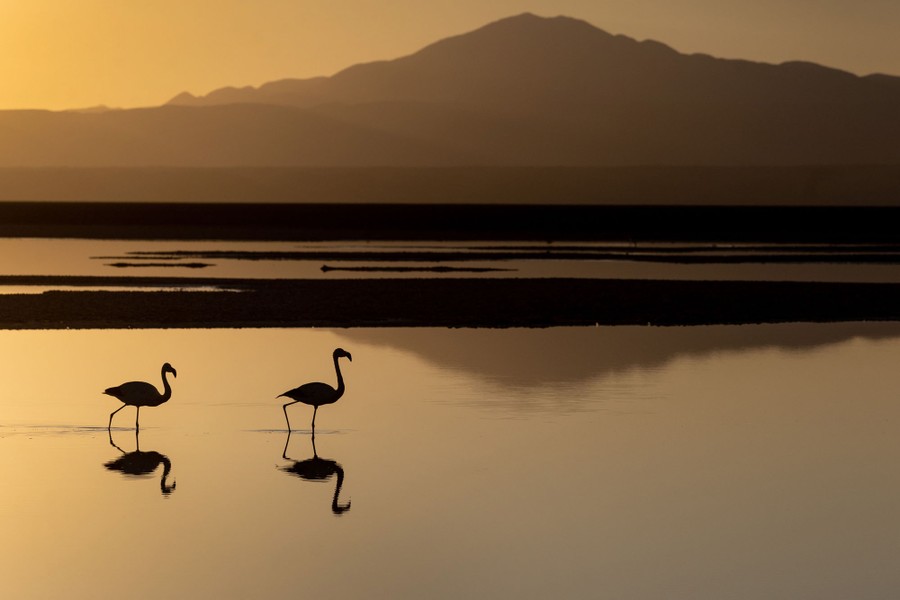 Two flamingos walk through shallow water on a broad plain.