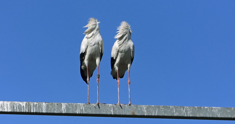 Two storks preen side by side.