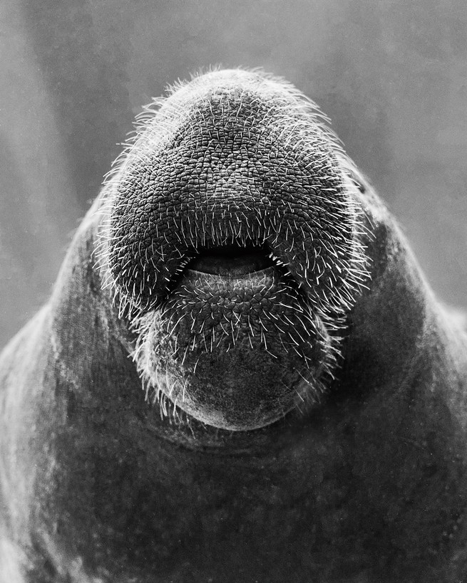 black and white close-up photo of underside of manatee's head showing its whiskers, with mouth open 