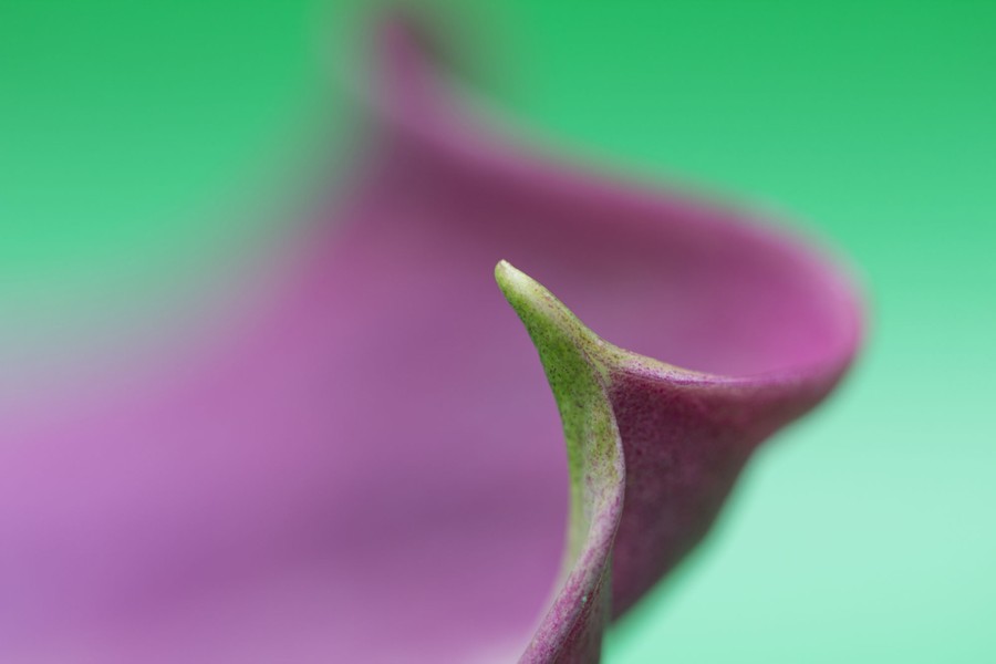 A close view of a calla-lily petal