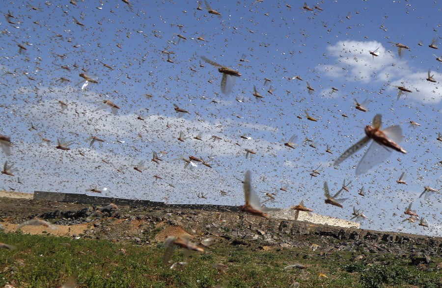 Photos The Locust Swarms of 2020 The Atlantic