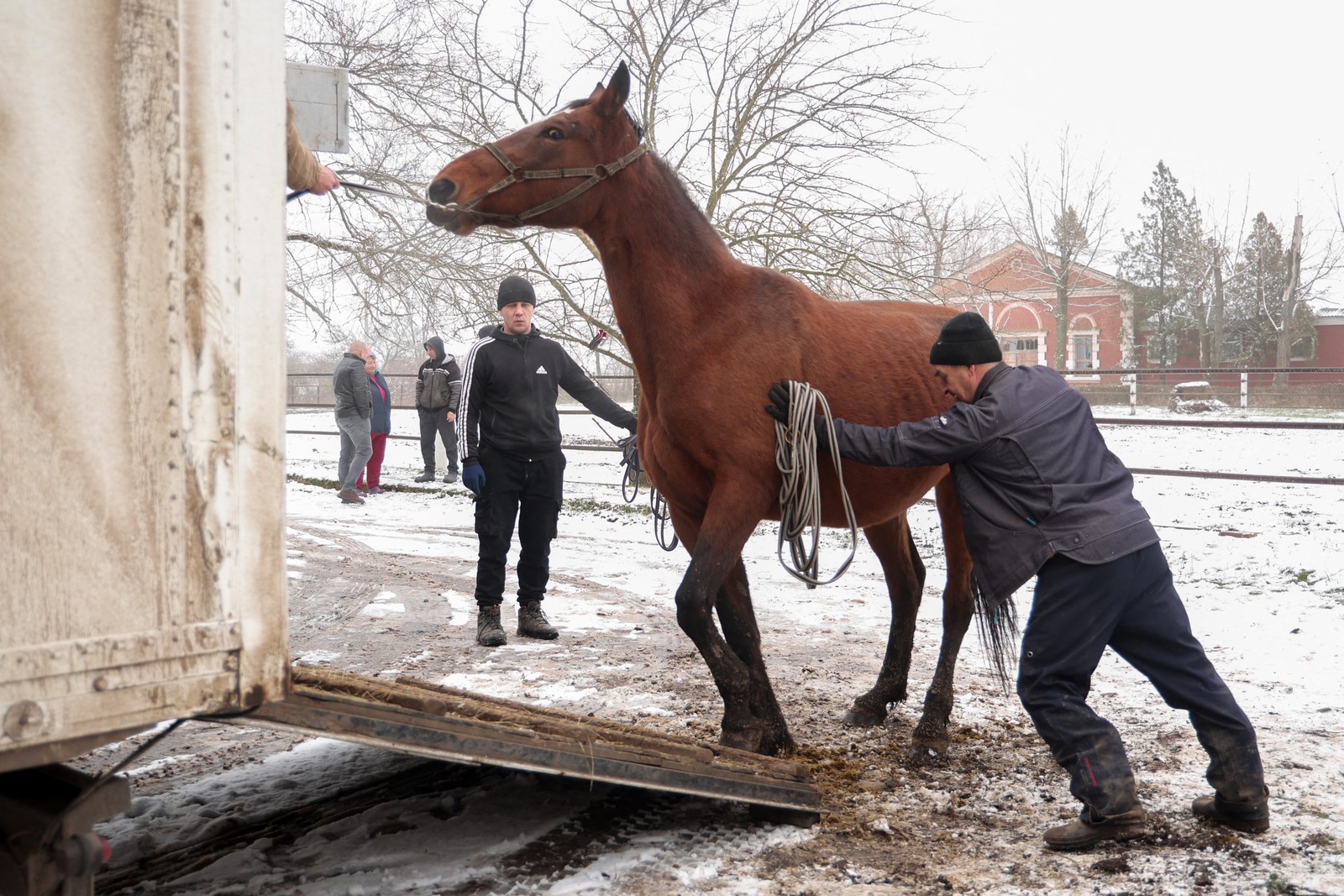 A worker leads a horse into a truck on a farm.