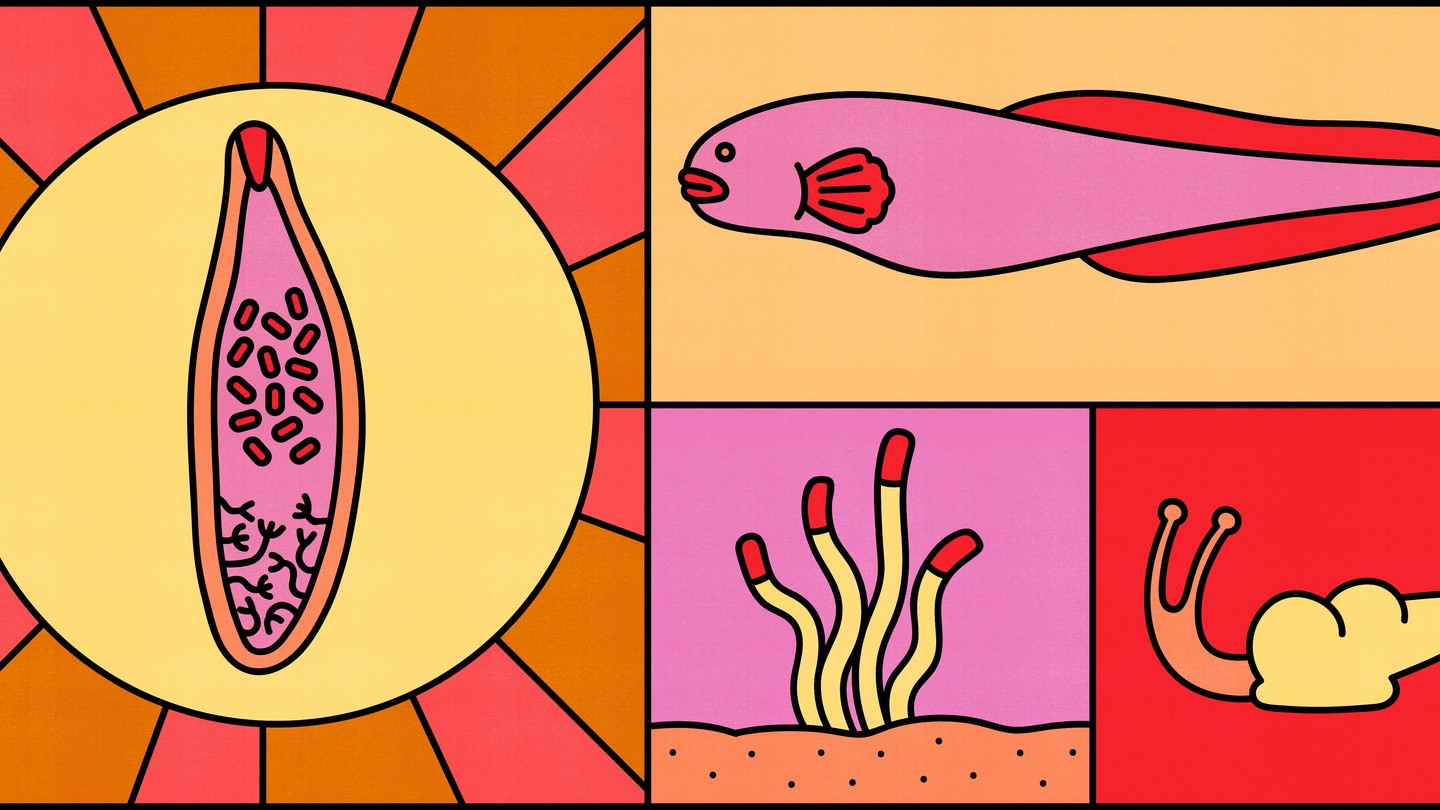 An illustration representing trematode life stages—a worm, a fish, larvae, a snail