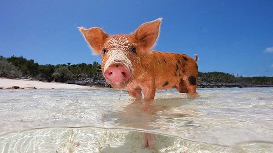 A Bay of Actual Pigs - The Atlantic