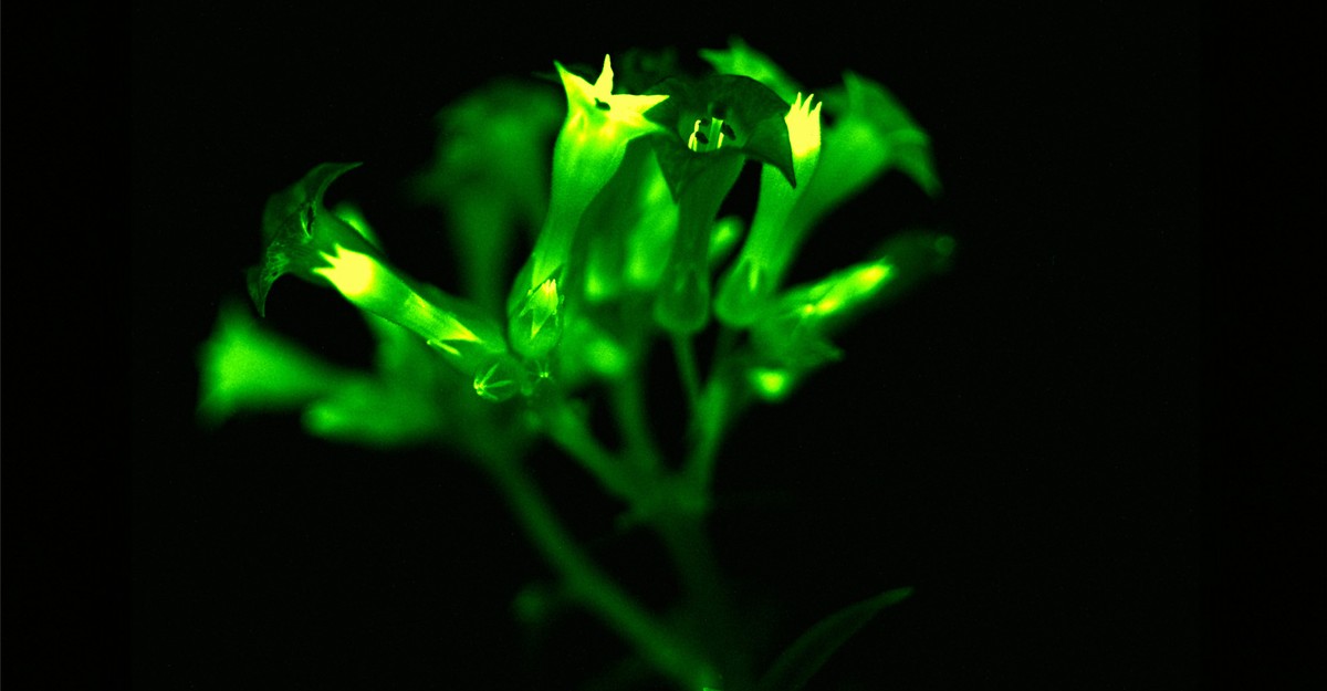 Does a Houseplant Need to Glow for You to See It as Alive? - The Atlantic