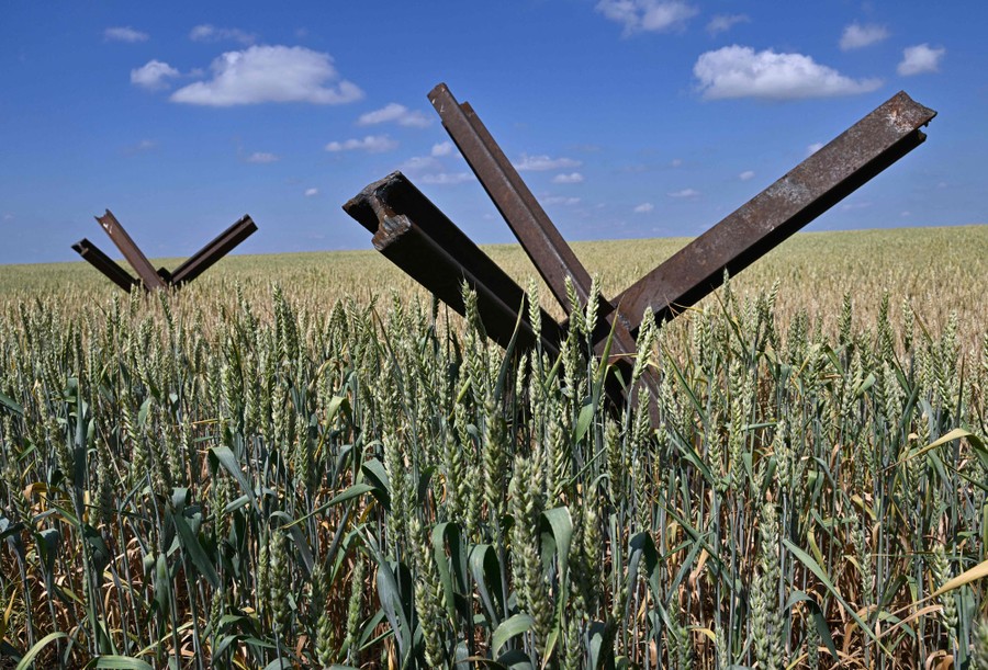 Two steel anti-tank obstacles (several lengths of railroad rails welded together) stand in a wheat field.