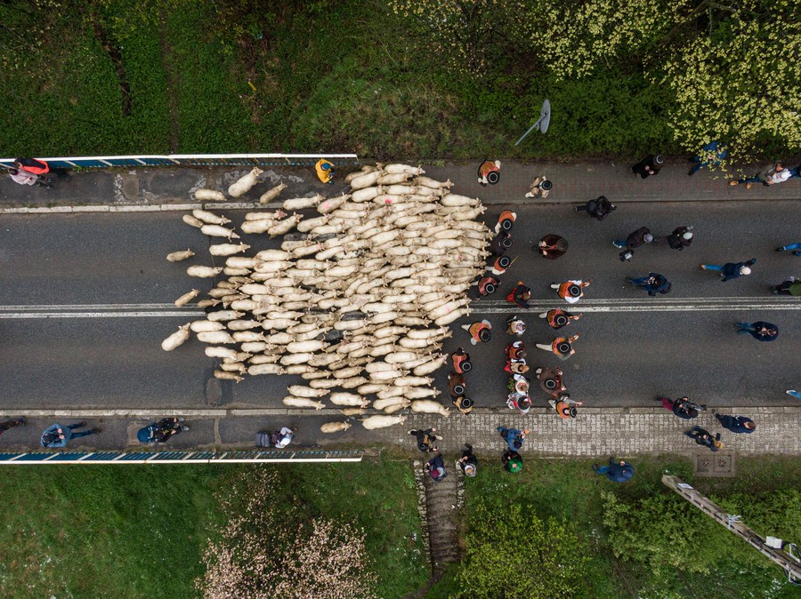 An aerial view of a group of shepherds leading a flock of sheep down a road