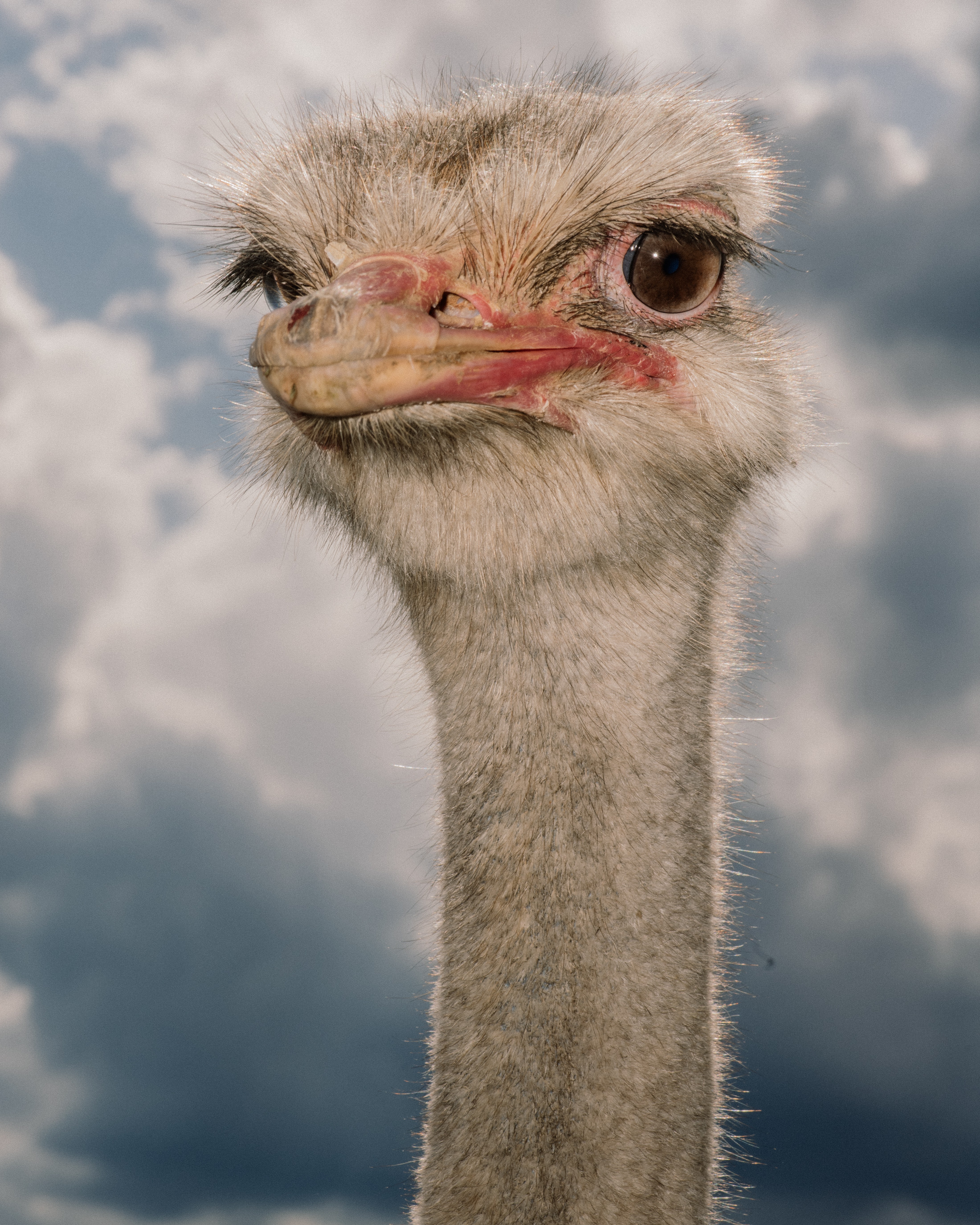 Ostrich_Farm_063.jpg