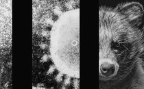 a three-part image with a coronavirus particle and a raccoon dog on the right