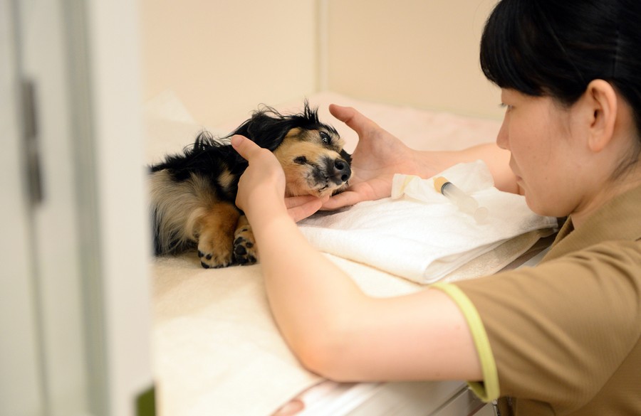 Taking Care of Pets. Pet age