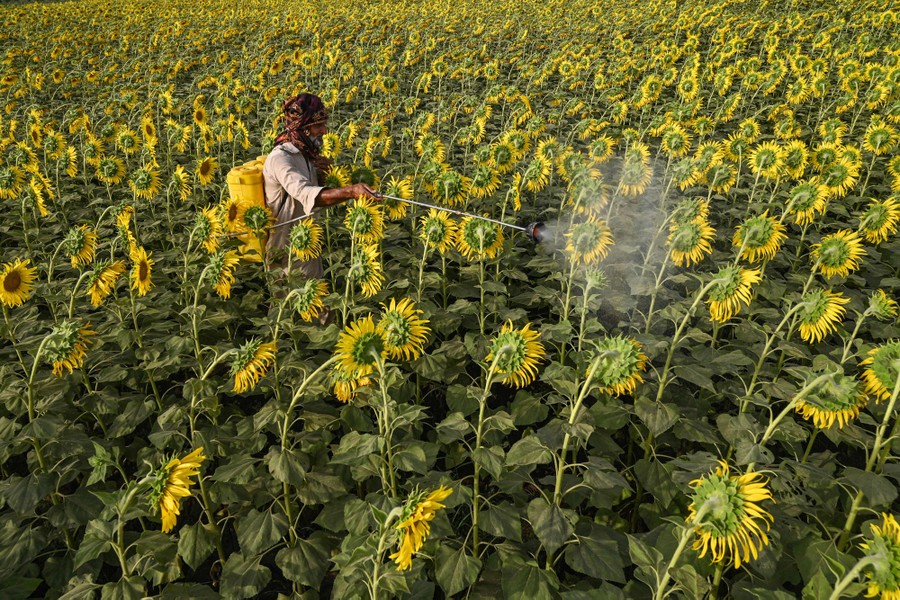 A farmer stands amid a large field of sunflowers, spraying.