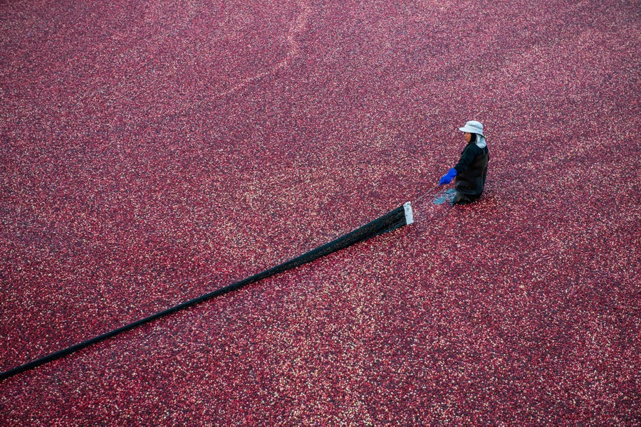 A person drags a long boom through a pond filled with cranberries.