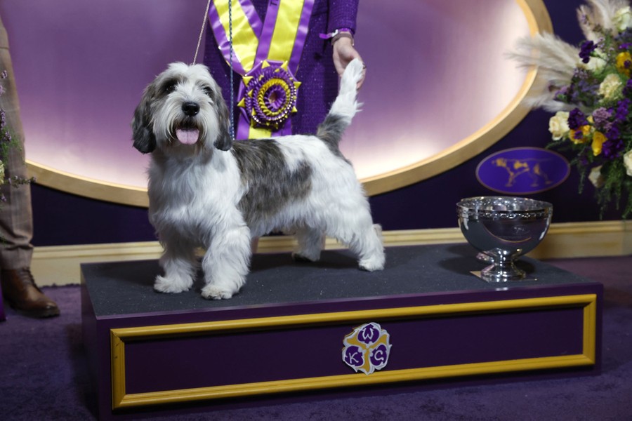 A small dog stands on a short platform beside a trophy.