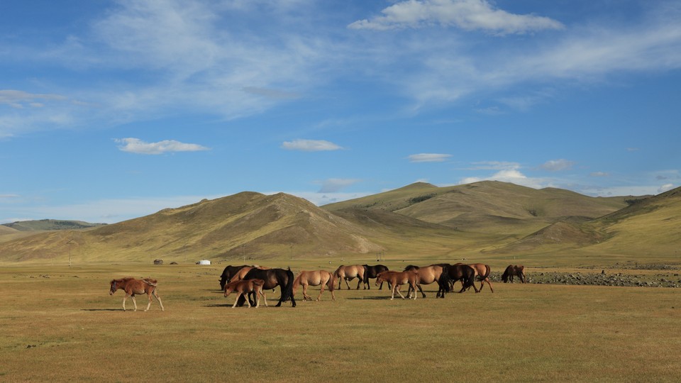 Horses in a steppe